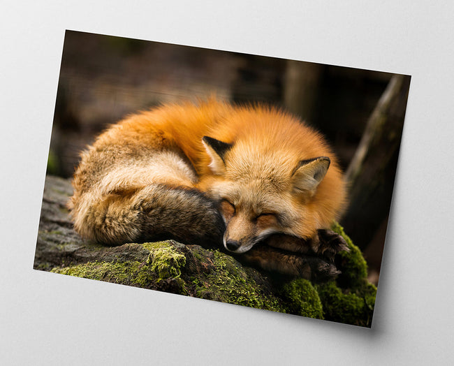 Schlafender Fuchs Main Image