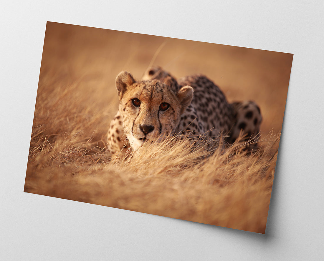 Anpirschender Gepard