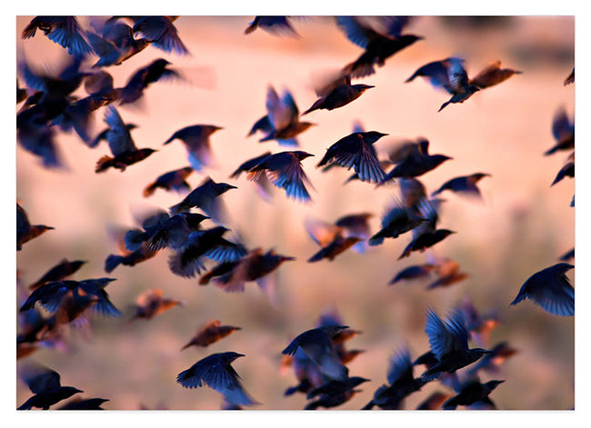 Kolibri-Schwarm Hover Image