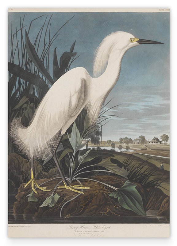 John James Audubon - Weißer Vogel am Teich Hover Image