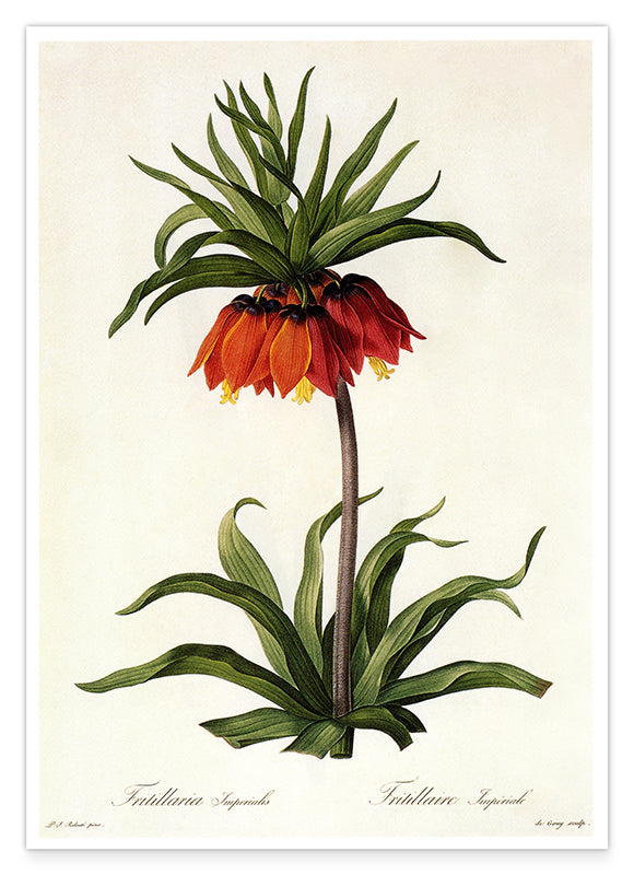 Fritillaria Imperialis - Kaiserkrone Hover Image