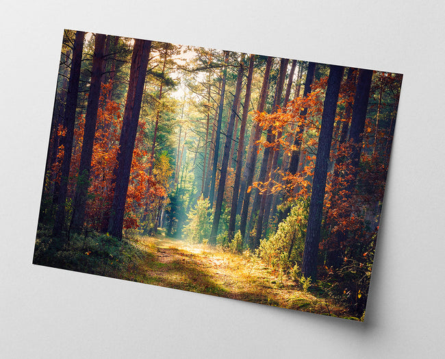 Herbst im Wald Main Image