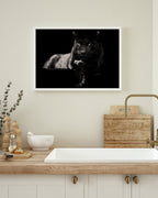 Schwarzer Panther auf schwarzem Hintergrund