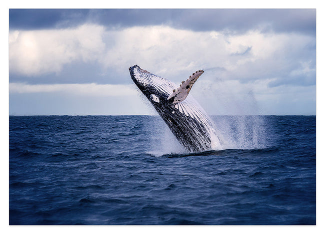 Springender Blauwal Hover Image