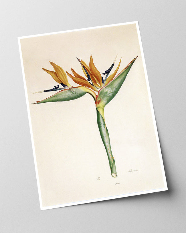 Pflanze mit orangenen Blüten Main Image