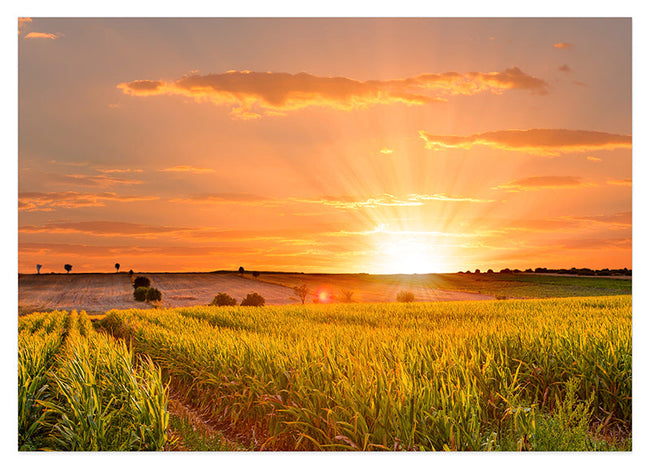 Sonnenuntergang am Feld Hover Image