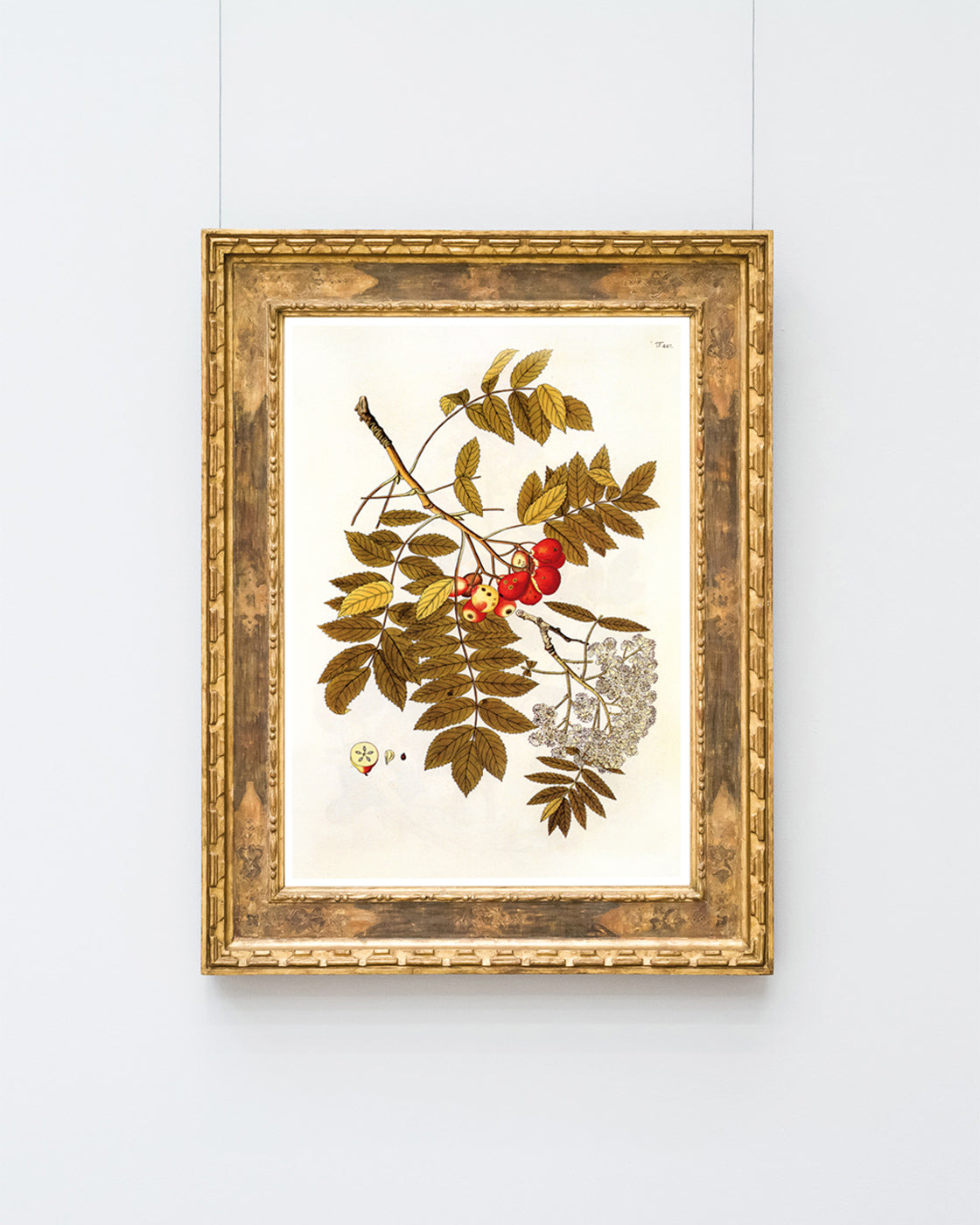 Beeren und Blüten am Zweig