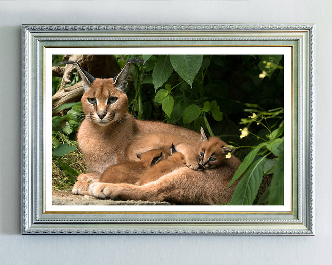 Karakal - Großkatze Main Image