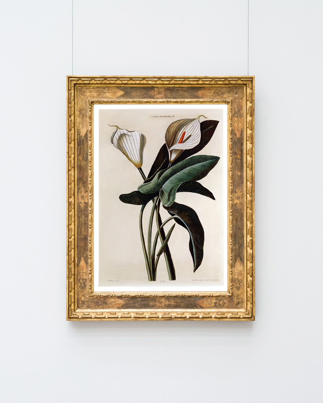 Zantedeschia Aethiopica - Weiße Lilie