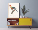 François Levaillant - Bunter Paradiesvogel