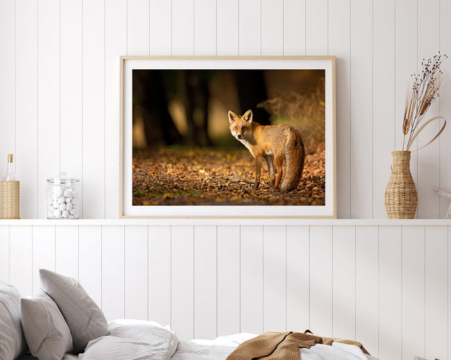 Fuchs im Wald Main Image