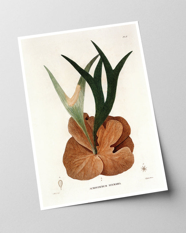 Acrostichum Stemaria - Mangroven Farn Main Image