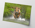 Rennender Tiger im Wasser