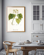 Sparrmannia Africana - Kapländische Zimmerlinde