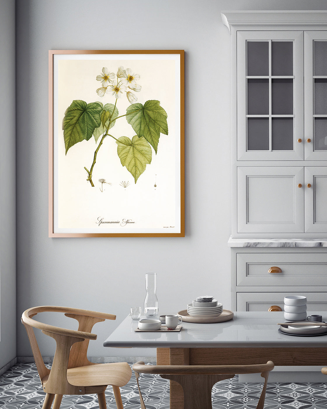 Sparrmannia Africana - Kapländische Zimmerlinde