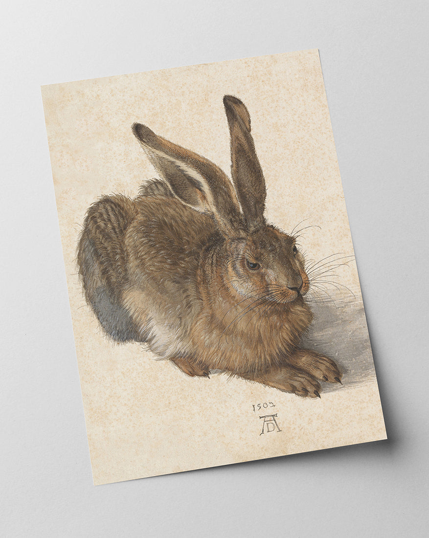Albrecht Dürer - Feldhase