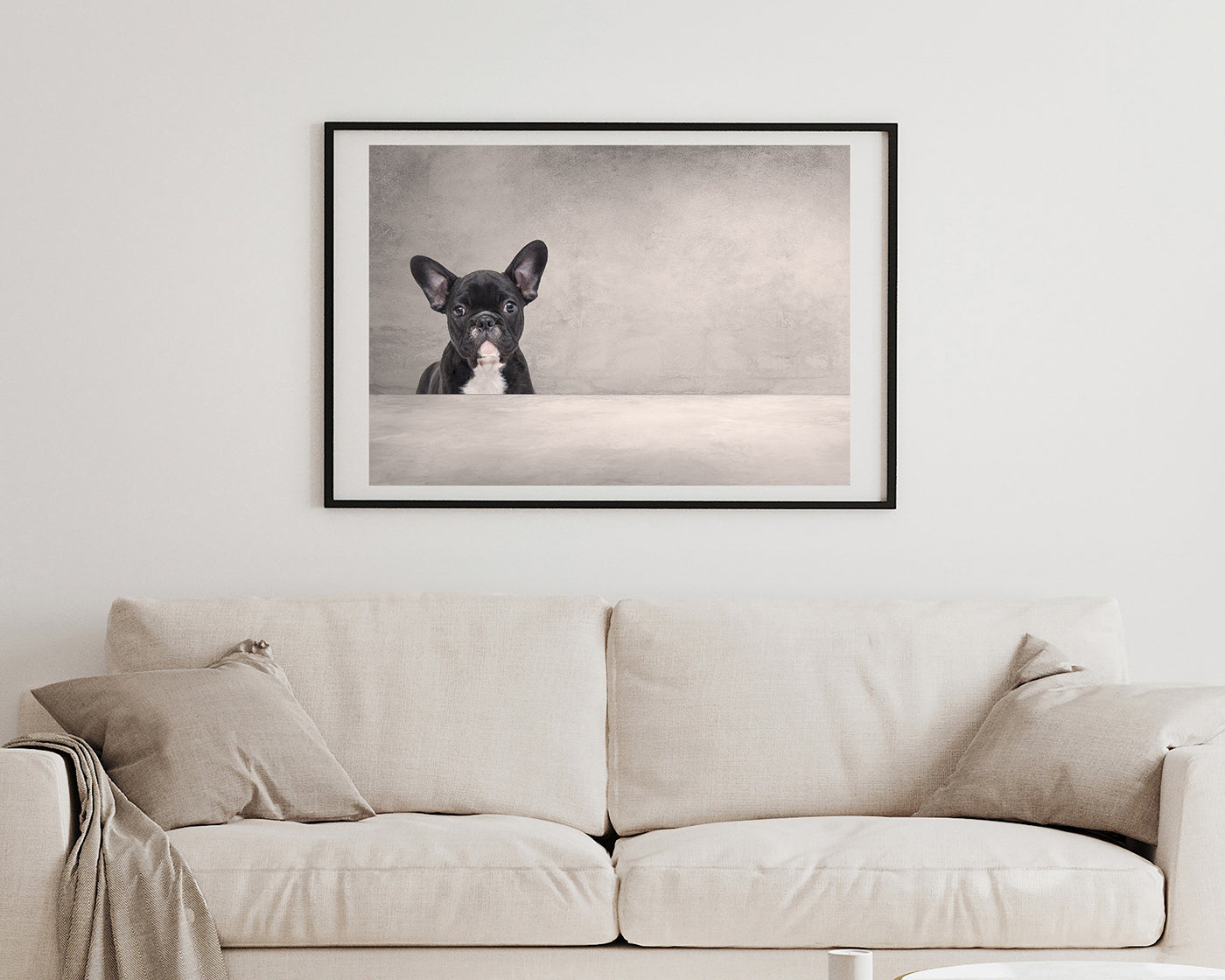 Schwarze französische Bulldogge