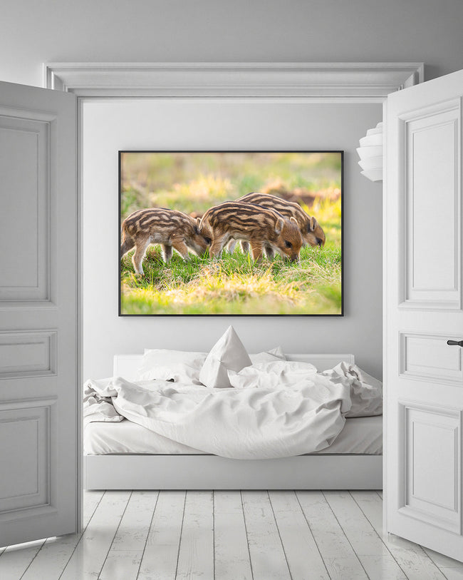 Wildschwein Frischlinge Main Image