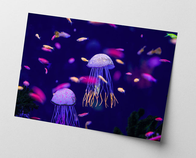 Bunte Quallen Main Image