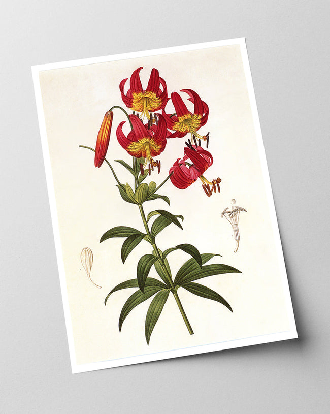 Rote Lilie Main Image