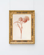 Zeichnung einer Distel