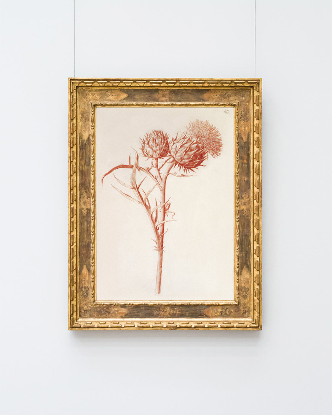 Zeichnung einer Distel