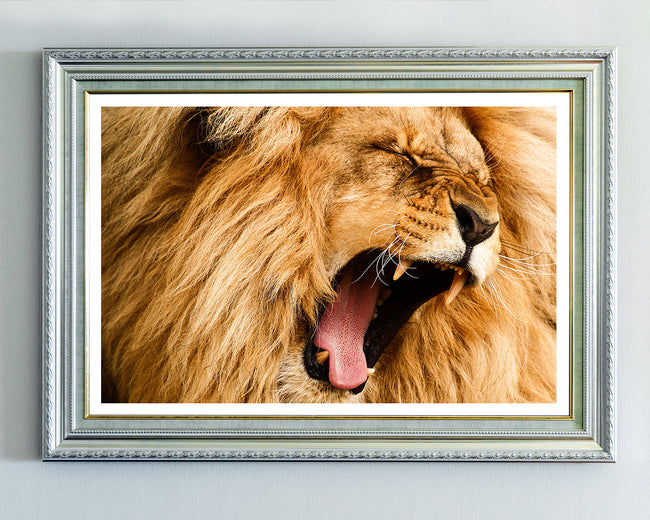 Gähnender Löwe Main Image