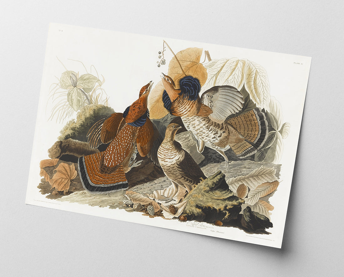 John James Audubon - Rebhühner auf Nahrungssuche