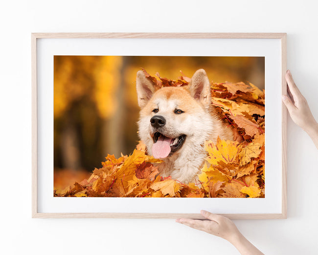 Akita Inu im Laub Main Image