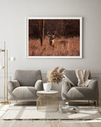 Hirsch in Abendstimmung