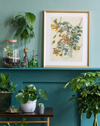 John James Audubon - Kolibris auf Nektarsuche