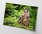 Eule im Wald