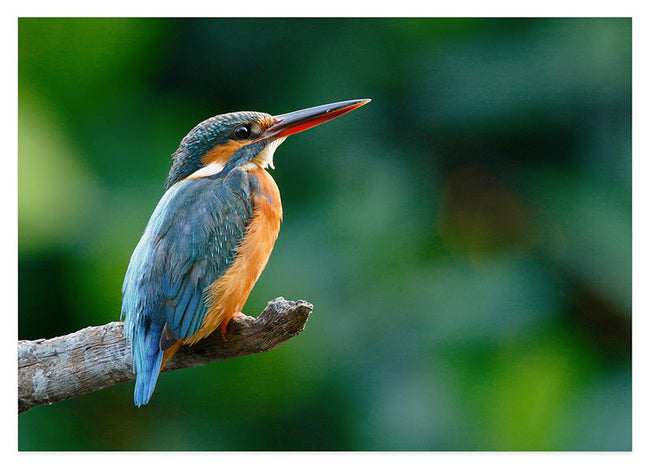 Eisvogel auf einem Ast Hover Image