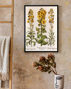 Flos Cheyri maximus Eystettensis