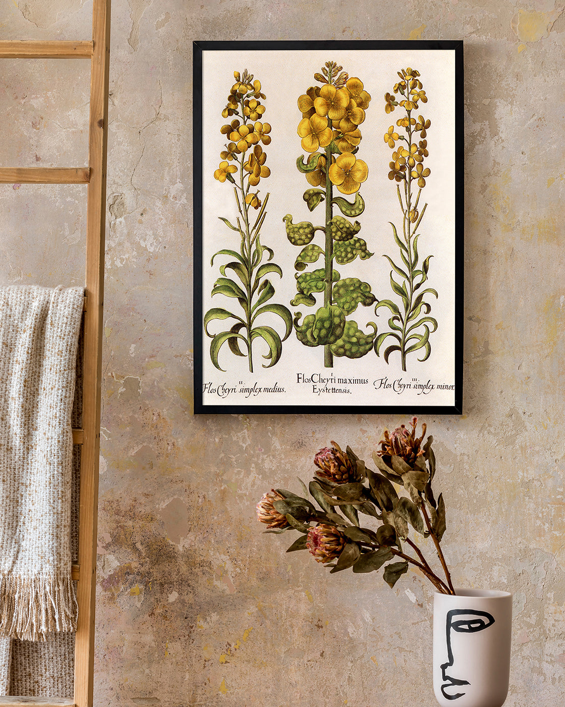 Flos Cheyri maximus Eystettensis