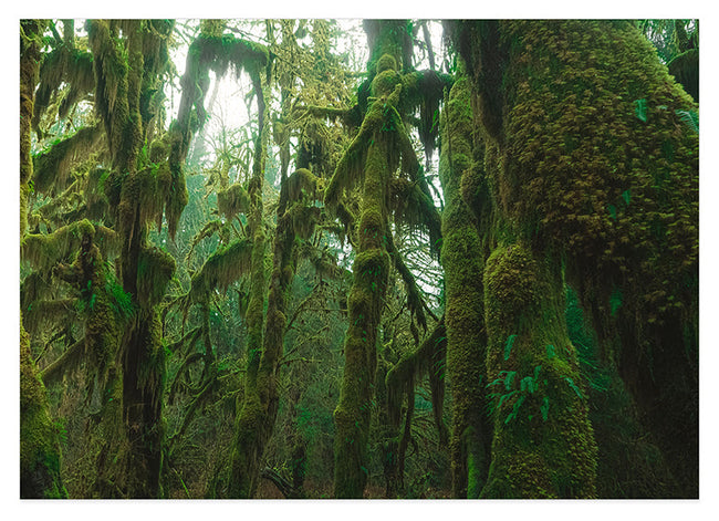 Regenwald Hover Image