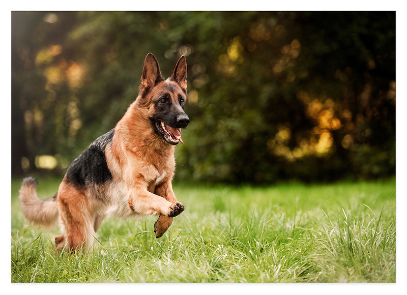Rennender Schäferhund
