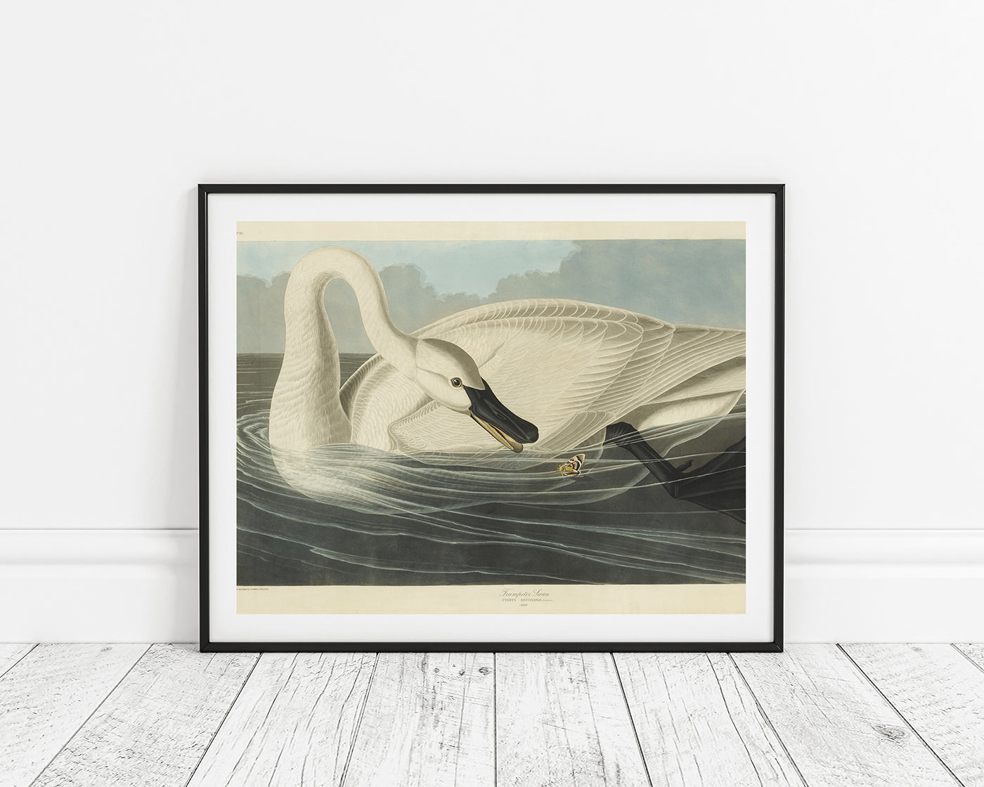 John James Audubon - Schwan auf Insektenjagd