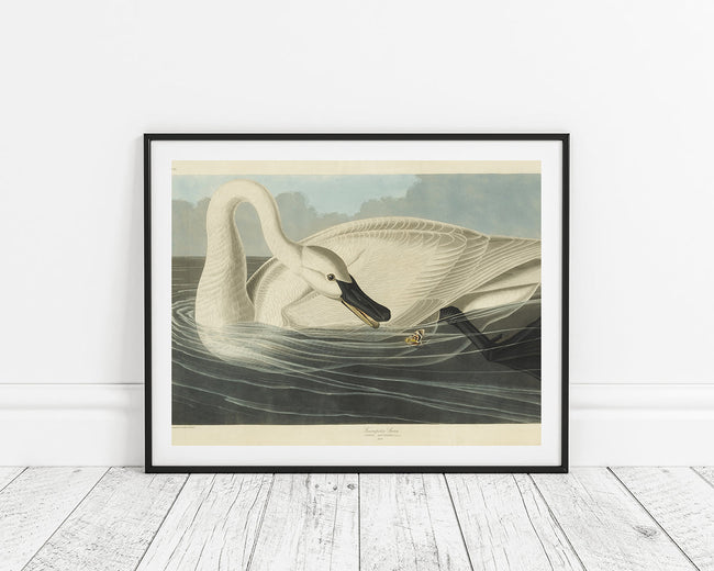 John James Audubon - Schwan auf Insektenjagd Main Image