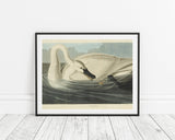 John James Audubon - Schwan auf Insektenjagd