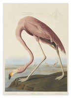 John James Audubon - Flamingo am Wasser I