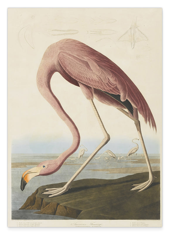 John James Audubon - Flamingo am Wasser I Hover Image