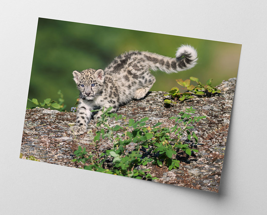 Schneeleoparden-Baby