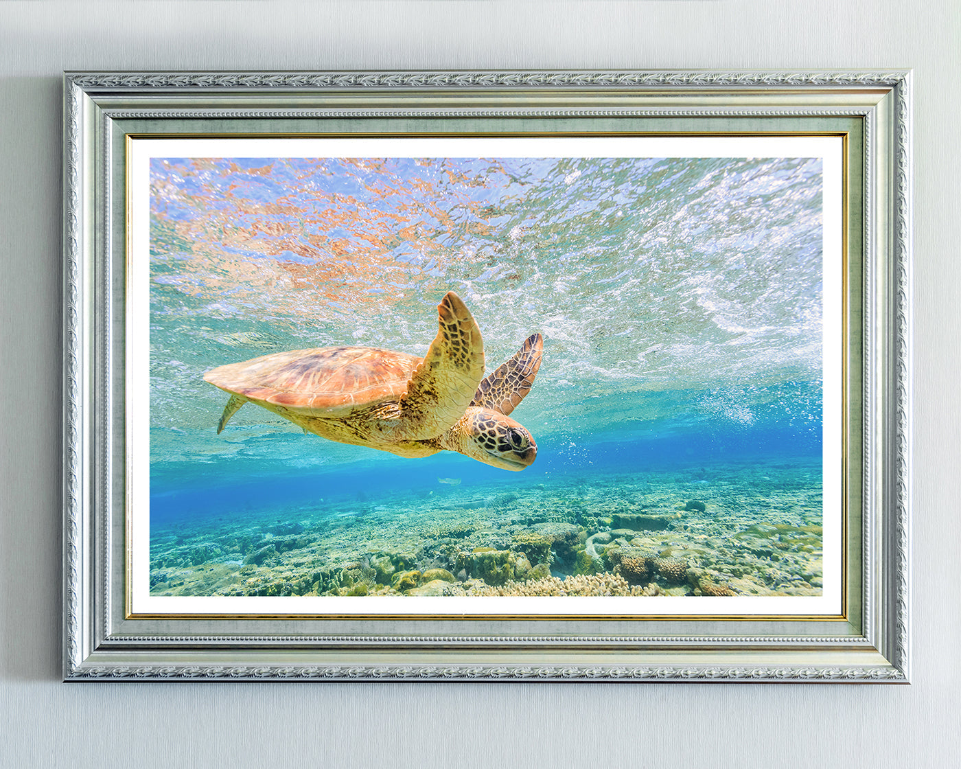 Schwimmende Schildkröte