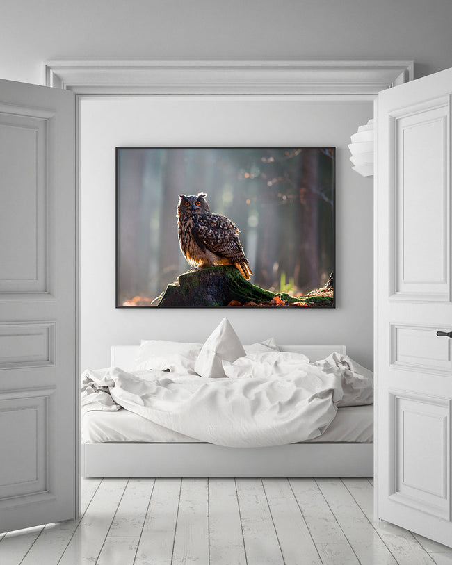 Eule im Wald Main Image