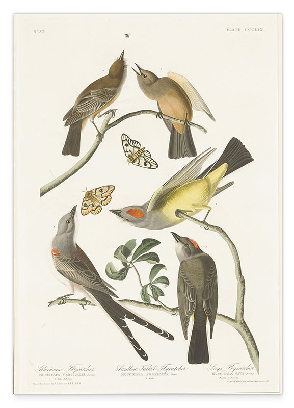 John James Audubon - Vögel auf Nahrungssuche Hover Image