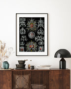 Ernst Haeckel - Mycetozoa