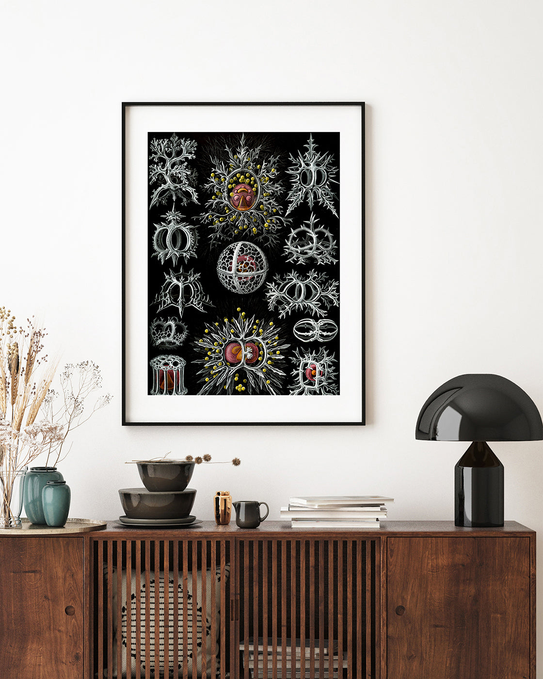 Ernst Haeckel - Mycetozoa