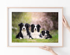 Border Collies