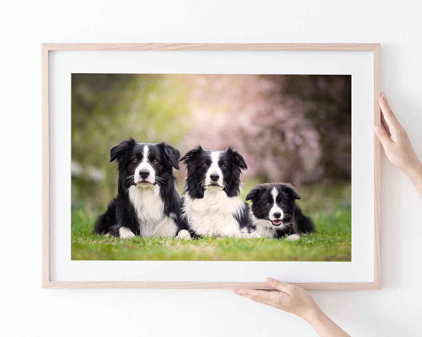 Border Collies